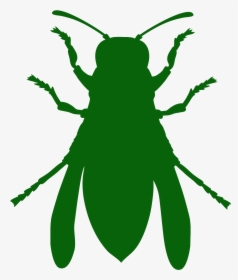 Weevil, HD Png Download, Free Download