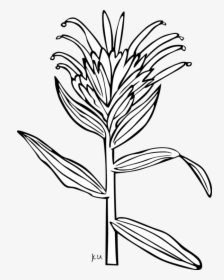 Giant Red Indian Paintbrush - Indian Paintbrush Easy Drawing, HD Png Download, Free Download