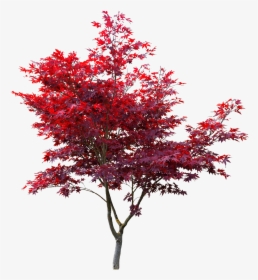 Japanese Maple Cut Out , Png Download - Japanese Maple Tree Cut Out, Transparent Png, Free Download