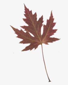 Japanese Maple Leaf Transparent , Png Download - Japanese Maple Leaves Png, Png Download, Free Download