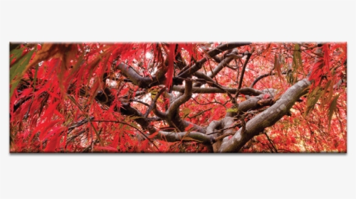 Japanese Maple - Still Life, HD Png Download, Free Download