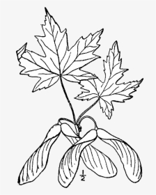 Acer Saccharinum Drawing - Maple Leaf, HD Png Download, Free Download