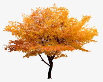 Clip Art Maple Tree Branch - Autumn Tree Png, Transparent Png, Free Download