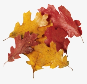Fall Leaves Pile Png Download - Fall Leaf Pile Transparent Png, Png Download, Free Download