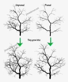 How To Trim A Japanese Maple Tree - Japanese Maple Tree Drawings, HD Png Download, Free Download