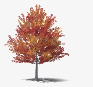 Fall Tree Png Free Download - Maple Tree Autumn Png, Transparent Png, Free Download