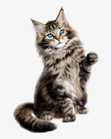 Collection Of Free Vector Cat Persian - Maine Coon Mixed With Norwegian Forest Cat Kittens, HD Png Download, Free Download