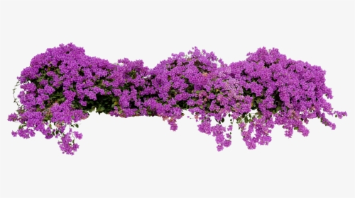 Purple Plant White Background - Large Flowering Spreading Shrub, HD Png Download, Free Download