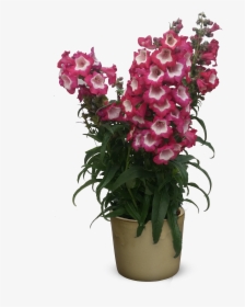 Transparent Bougainvillea Png - Sweet Pea, Png Download, Free Download