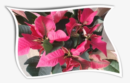 Country Colors Poinsettia For The Holidayswavy - Bougainvillea, HD Png Download, Free Download