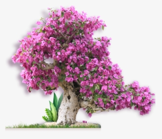 Information Form Just Fill Out The Request Form Before - Bougainvillea, HD Png Download, Free Download