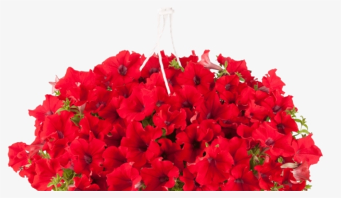 Surfinia Petunia 5087 Surf Goprehana Trailing Red - Petunia Surfinia Png, Transparent Png, Free Download