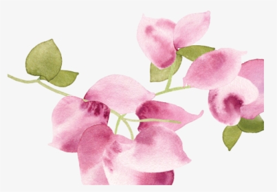 Sweet Pea, HD Png Download, Free Download