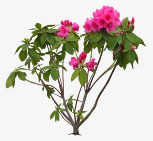 Bougainvillea Drawing Stem - Flower Hd Photos Psd, HD Png Download, Free Download
