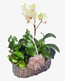 Orchid Basket - Artificial Flower, HD Png Download, Free Download