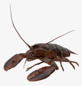 Crawfish Png Free Image Download - American Lobster, Transparent Png, Free Download
