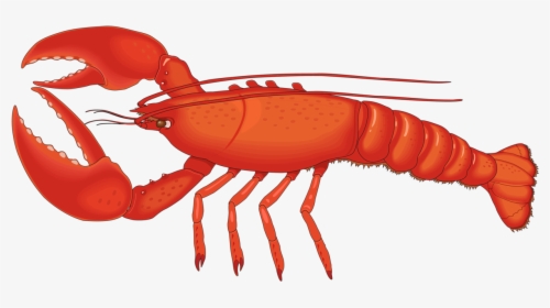 Crawfish Vector Spiny Lobster - Lobster Png, Transparent Png, Free Download