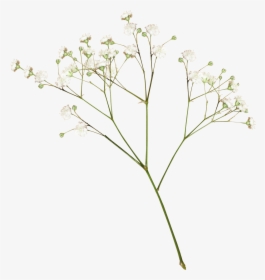 Transparent Pressed Flowers Png, Png Download, Free Download