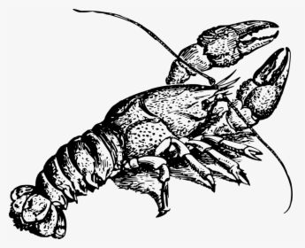 Animal, Crayfish, Crustacean, Freshwater, River - Crawfish Black And White, HD Png Download, Free Download