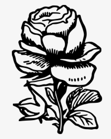 Drawing Medium Rose - Rose Drawing In Png, Transparent Png, Free Download