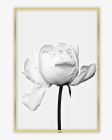 White Peopny Flower Photography, HD Png Download, Free Download