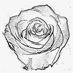 Rose - Vector Graphics, HD Png Download, Free Download