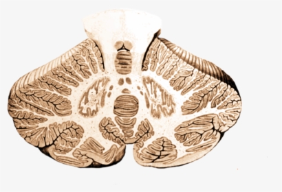 Cerebellum Cross-section, Without Labels - Left And Right Cerebellar Hemispheres, HD Png Download, Free Download