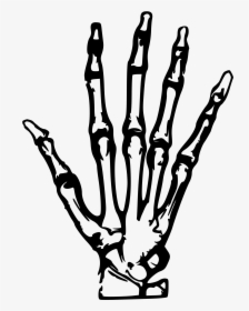 Hand X Ray Clip Arts Skeleton Hand Tattoo Png Transparent Png Kindpng
