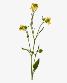 Mustard Png - Sauce-mustard - Mustard Seed Flower Drawing, Transparent Png, Free Download