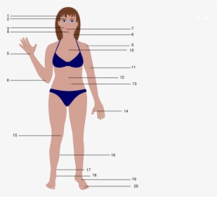 Human Body Cartoon Female - Women Body Vector Png, Transparent Png, Free Download