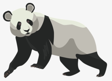 Transparent Panda Bear Png - Oso Panda Para Dibujar Real, Png Download, Free Download