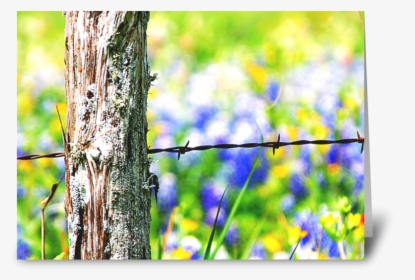 Roadside Beauty Greeting Card - Barbed Wire, HD Png Download, Free Download