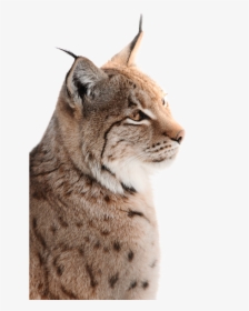 Wild- Und Freizeitpark Ostrittrum Lynx Wildcat Whiskers - Bobcat, HD Png Download, Free Download
