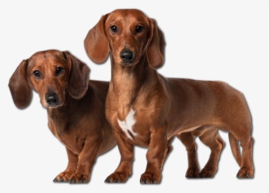 Dachshund Png - Dachshund Dog Png, Transparent Png, Free Download