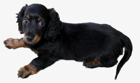 Long Haired Dachshund Puppy P - Weiner Dogs Long Hair, HD Png Download, Free Download