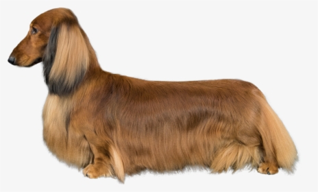 Transparent Dachshund Png - Dachshund, Png Download, Free Download