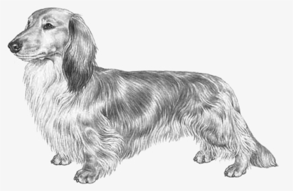 Dachshund Long Haired Fci148 - Dachshund, HD Png Download, Free Download