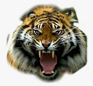Transparent Roaring Tiger Png - Tigre De Bengala Rugiendo, Png Download, Free Download