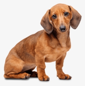 Miniature Dachshund With Transparent Background , Png - Dachshund Png, Png Download, Free Download