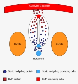 Bone Morphogenetic Protein Neural Tube, HD Png Download, Free Download