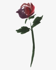 Watercolor Rose Vector - Garden Roses, HD Png Download, Free Download