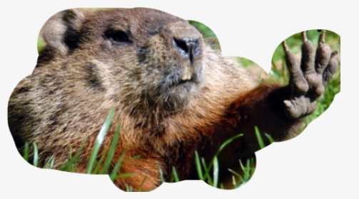 Okay, More Stops - Happy Groundhog Day, HD Png Download, Free Download