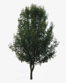 Plan Tree Png - Gambel Oak, Transparent Png, Free Download
