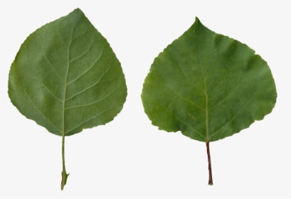 Aspen Tree Png - Populus Tremula Png, Transparent Png, Free Download