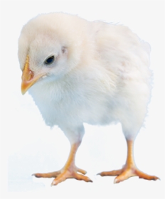 Png Baby Chick - Chicken, Transparent Png, Free Download