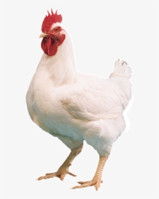 Chicken Transparent Png Images Free Download - Farm Chicken Png, Png Download, Free Download