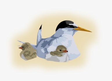 Transparent Chick Png - Arctic Tern, Png Download, Free Download