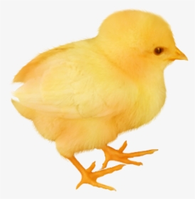 Baby Chicken Transparent Image - Baby Chicken Png, Png Download, Free Download