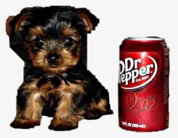 #drpepper #puppy #drink #soda #pop #can #softdrink - Mini Puppies, HD Png Download, Free Download