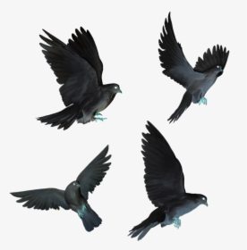#dove #doves #black #flying #birds #fly - Flying Black Doves, HD Png Download, Free Download